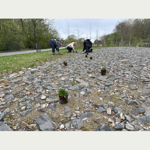 Gemeinsam mit Ehrenamtlichen wurde die Grasnelke auf der ehemaligen Reichsstraße gepflanzt